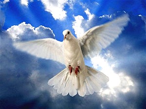 Dove of Sophia